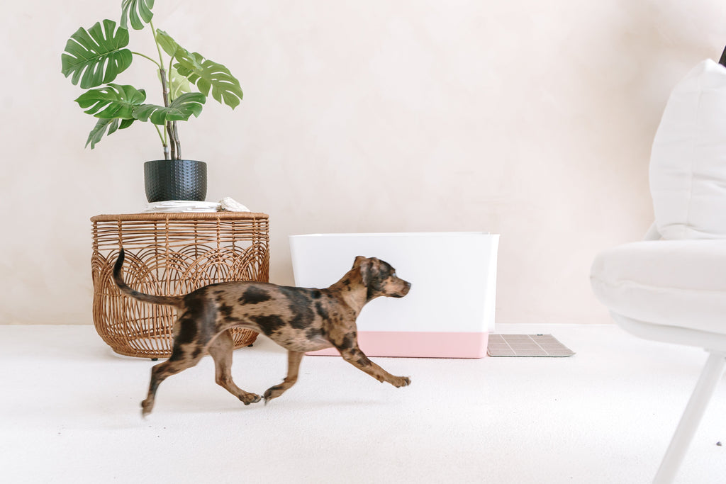 Dog Potty Training Tips for Consistent and Lasting Results