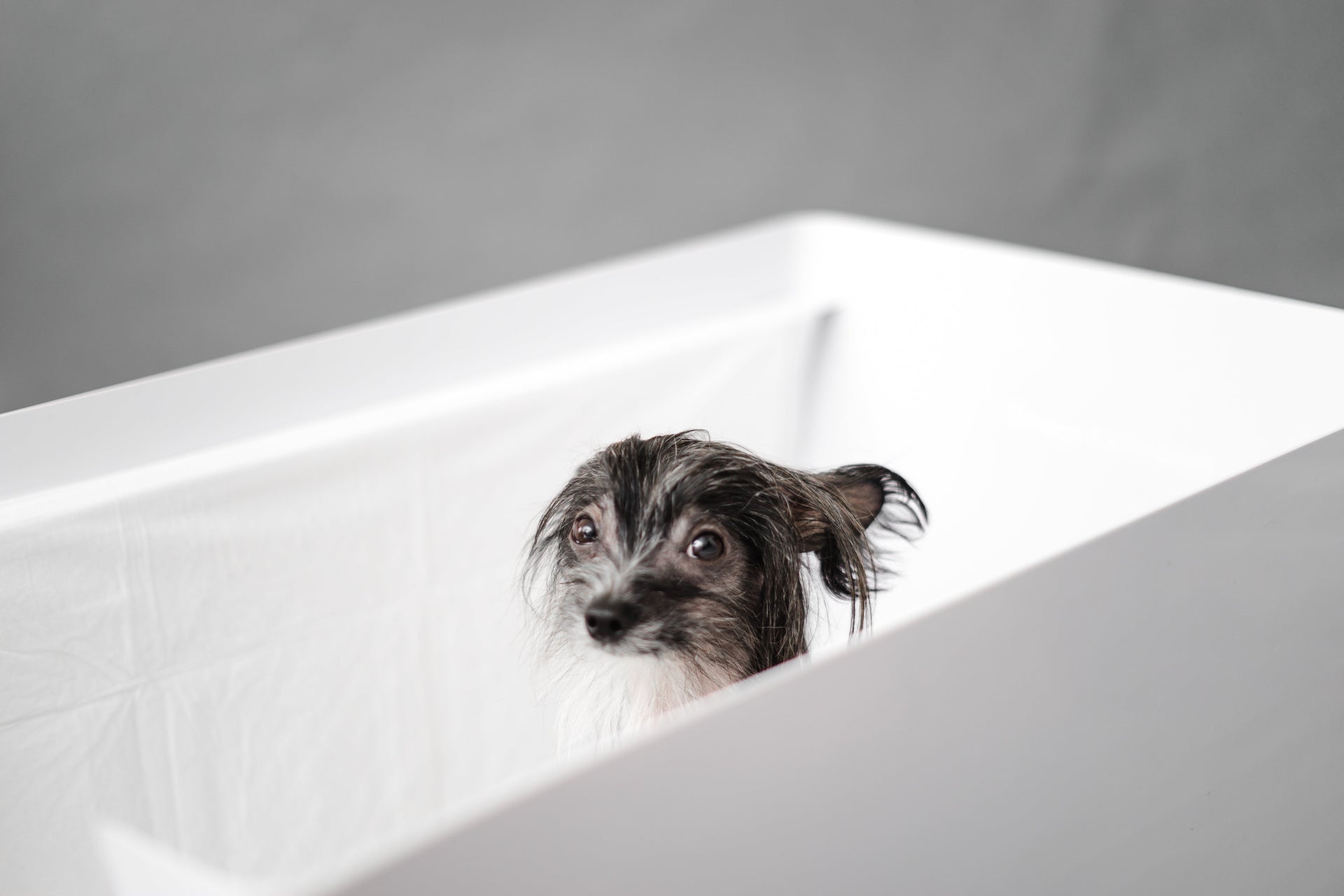 Small dog using a pee pad in a modern indoor potty setup.