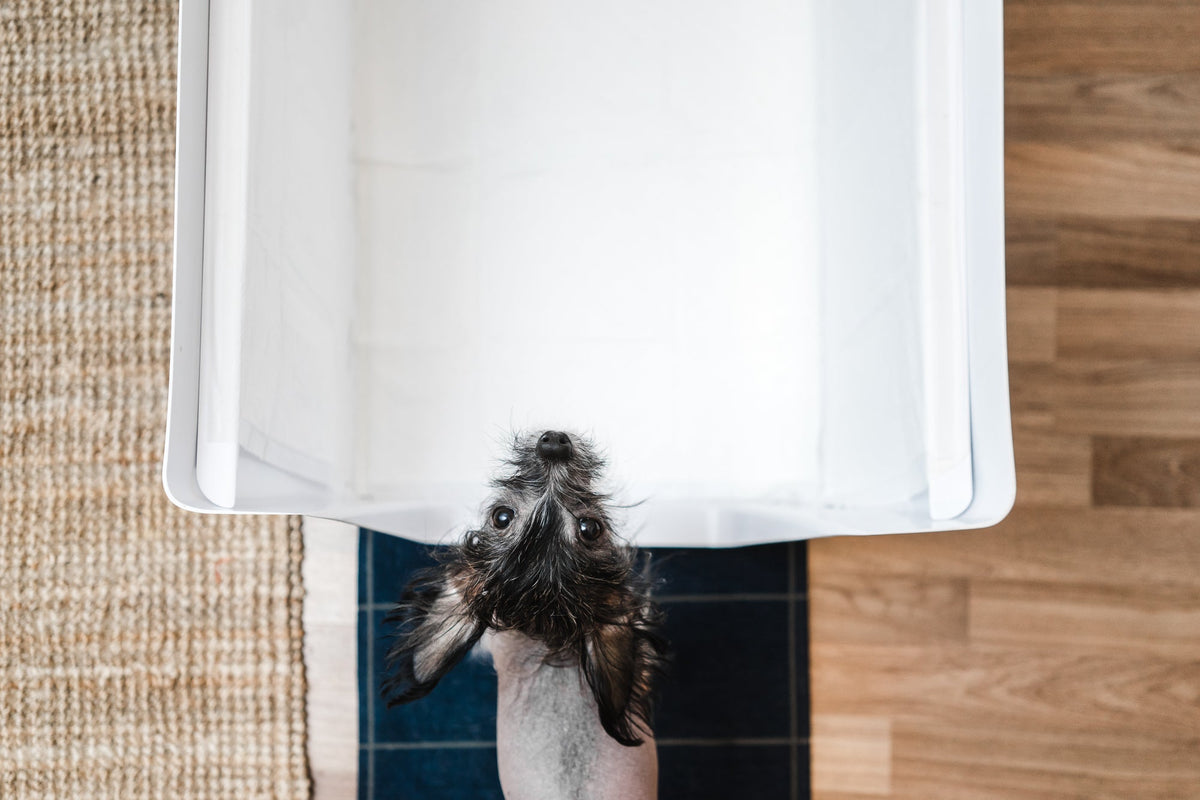 Maintenance & Hygiene Tips for Indoor Dog Potties