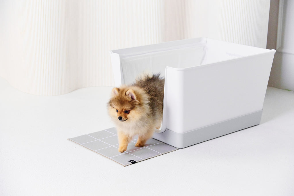 Why Wall Protection Matters in an Indoor Potty System
