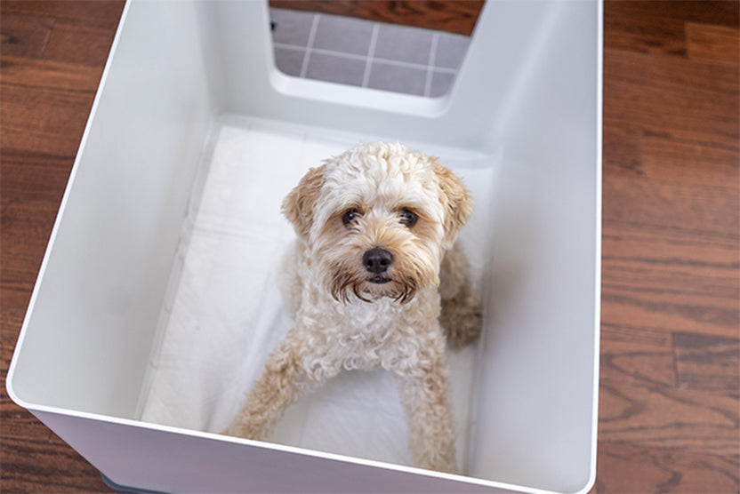 Doggy Bathroom, white dog laying 