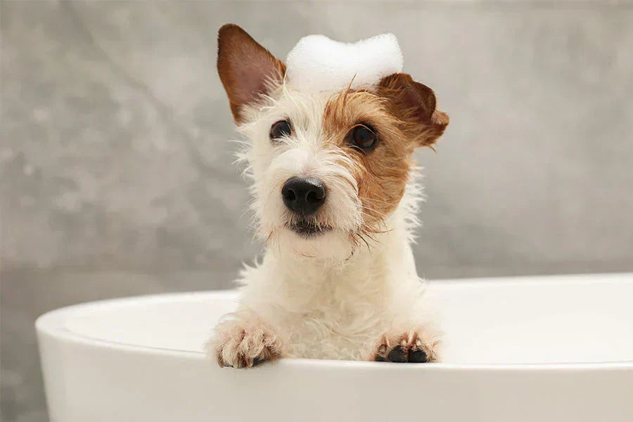 Jack Russell Terrier standing in a white bathtub with front paws on the edge, wearing a small cap of soap suds on its head and looking alert.