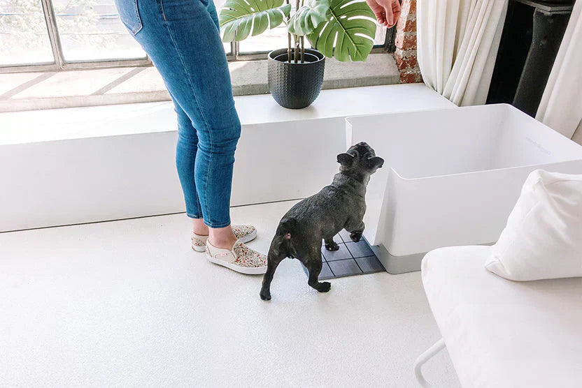 7 Ways to Train Your Dog to Use the Doggy Bathroom