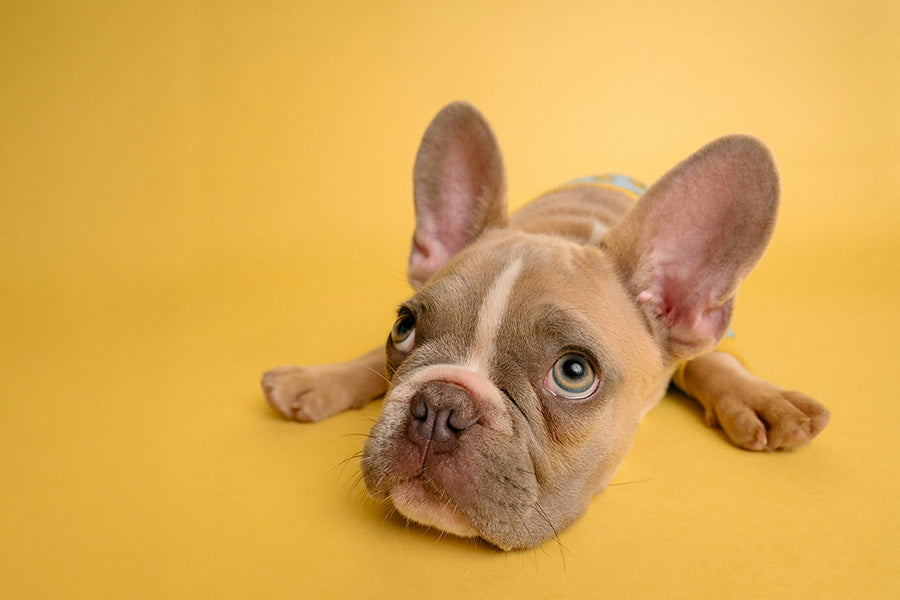 A Step-by-Step Intro to Puppy Potty Training