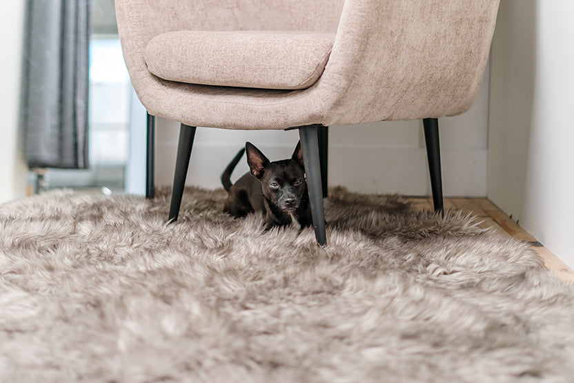 Black Small Dog Hiding Under a Chair, Furniture 