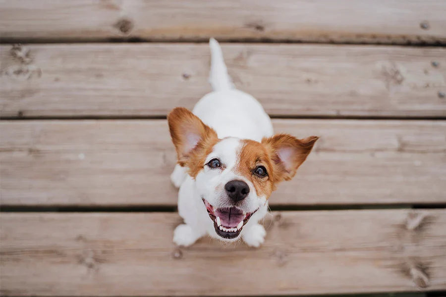 Treats, Praise, or Play: Choosing the Right Reward for your Puppy