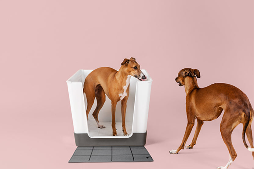 Do You Need More Than One Doggy Bathroom?