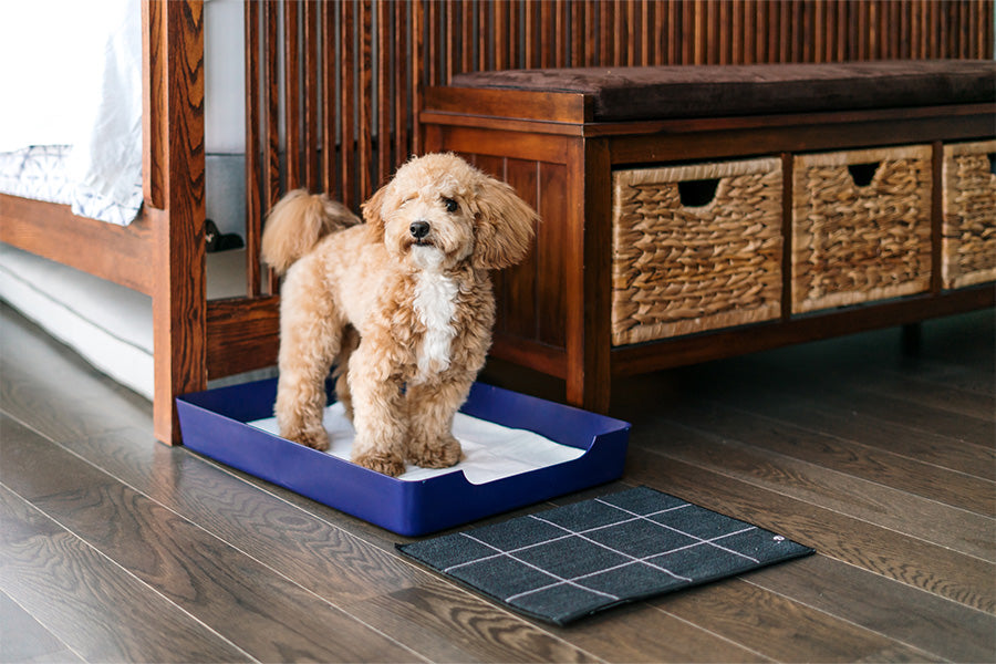 doggy bathroom,  dog litter box