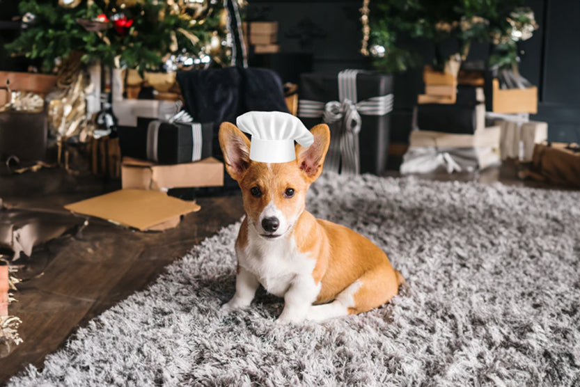 Puppy Corgie at Christmas holiday chef's hat