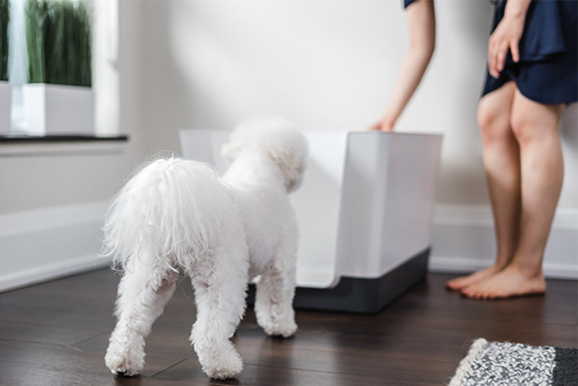 Does Your Dog Not Know What to Do With Their Doggy Bathroom?