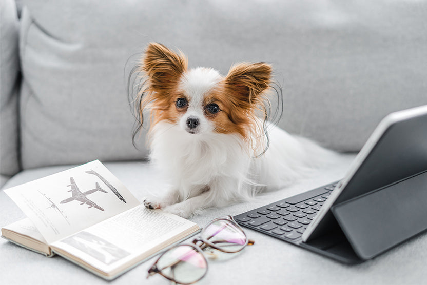 Papillon dog breed white with large ears, reading, glasses, book, computer, travel dog