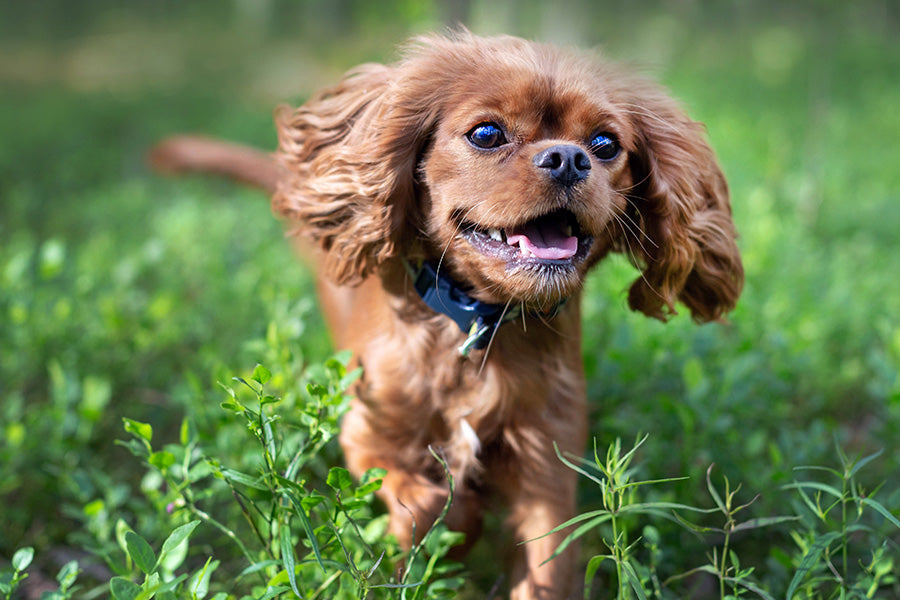 Real Grass vs. Artificial Grass for Dogs: Let's Break It Down