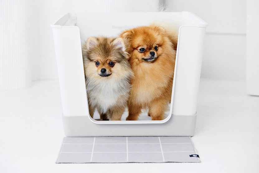 Father and Son Pomeranian Puppy and Adult Males Doggy Bathroom Mini