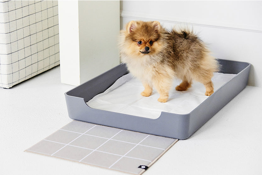 Pomeranian puppy indoor potty training Doggy Bathroom, indoor litter box, training pads, pee pads, wee-wee pads