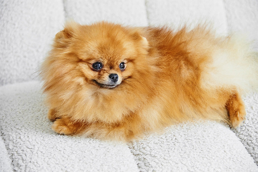 doggy bathroom, dog litter box