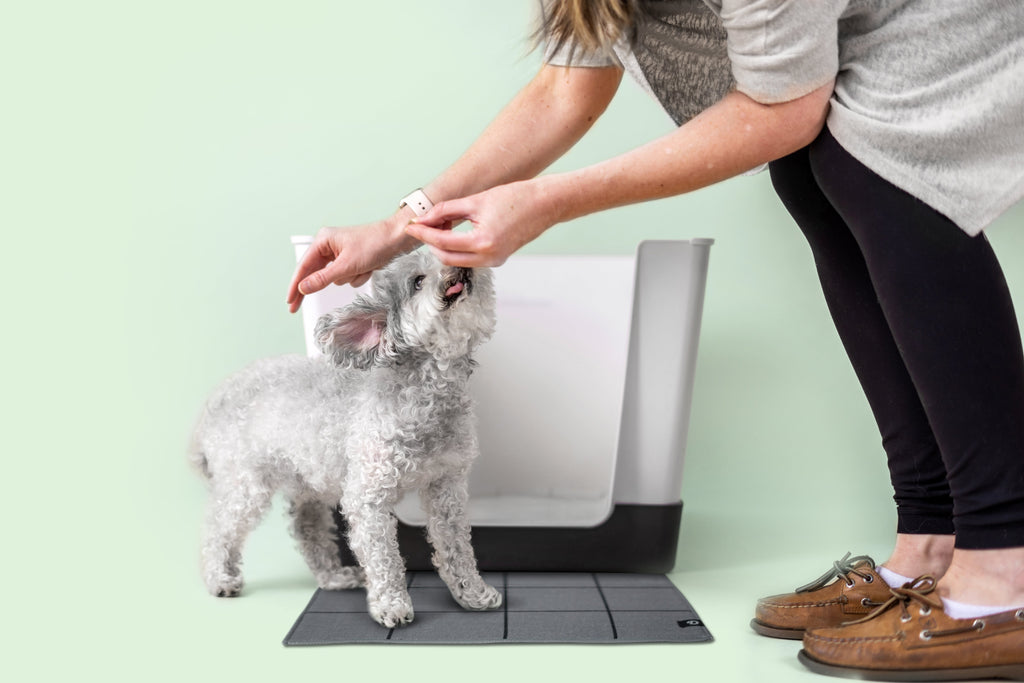 Best Indoor Dog Potty Solutions for Small Dogs