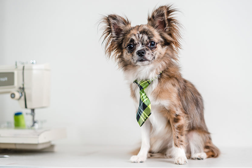 Chihuahua mix, green tie sewing machine