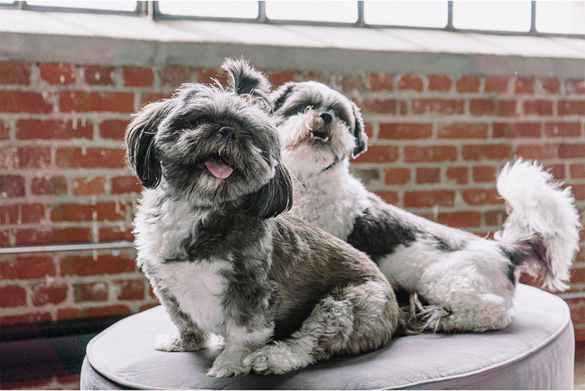 Shih Tzu Dog Breed