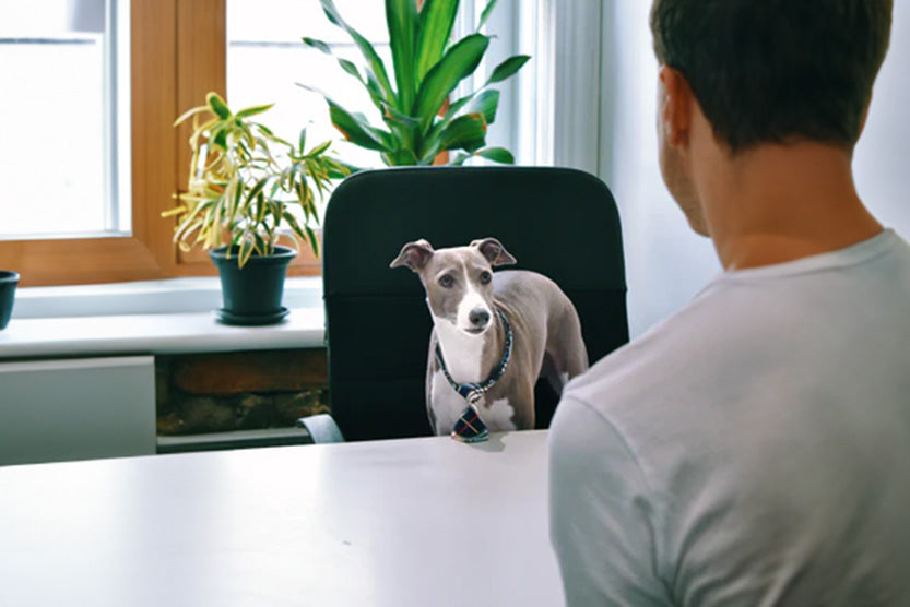 Italian Greyhound office work wearing a tie behind a desk, Doggy Bathroom Dog litter box for offices