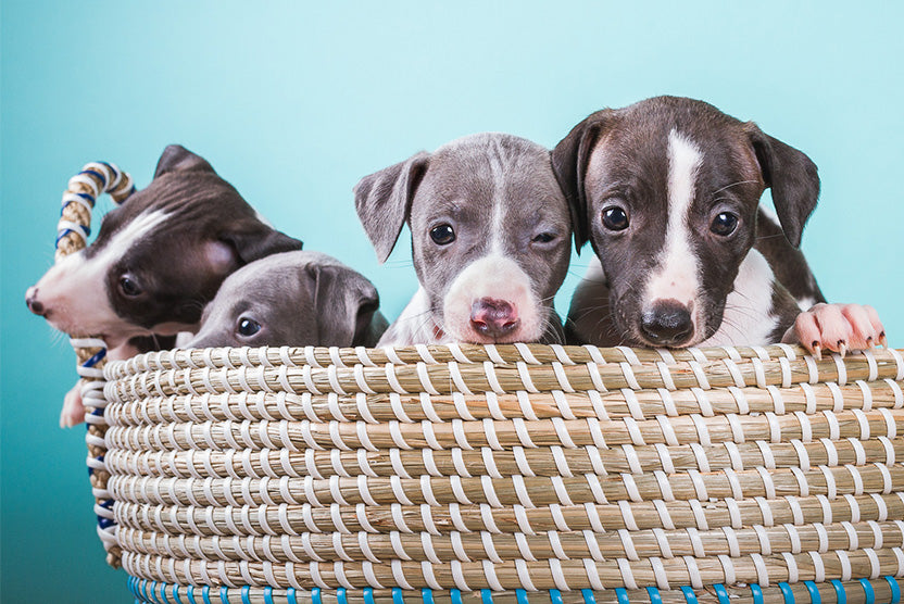 Italian Greyhound Puppies in a basket, Blue and Seal