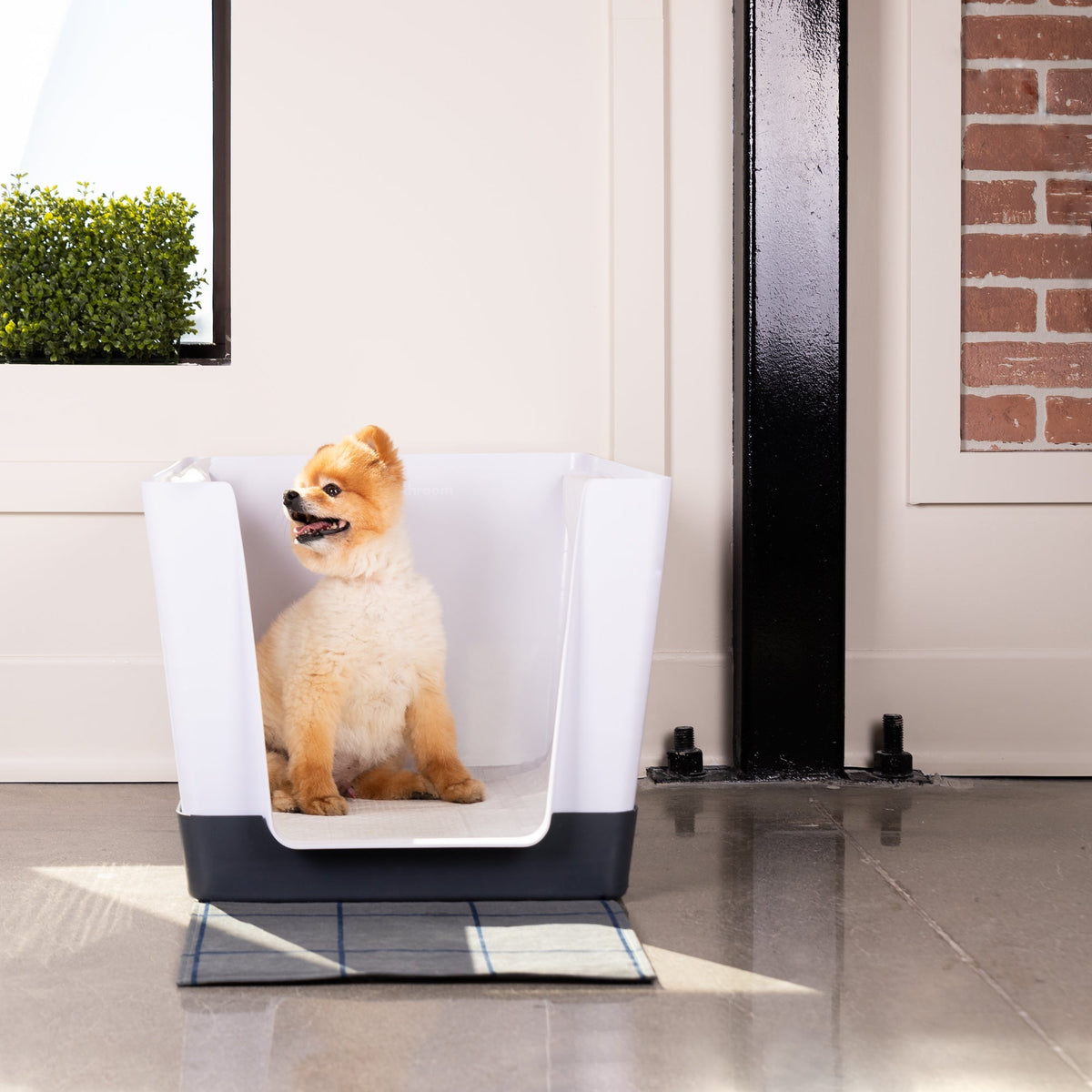 Transitioning From Pee Pads to the Doggy Bathroom