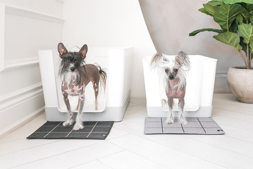 Chinese Crested Dog Breed, Doggy Bathroom indoor dog litter box, dog potty