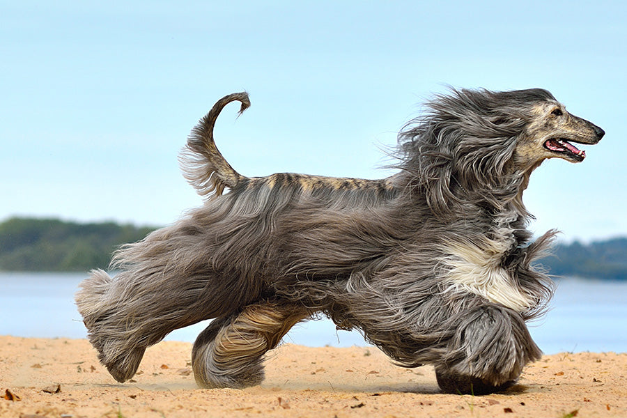 Afghan Hound mid-run on the beach, fur flowing in motion.