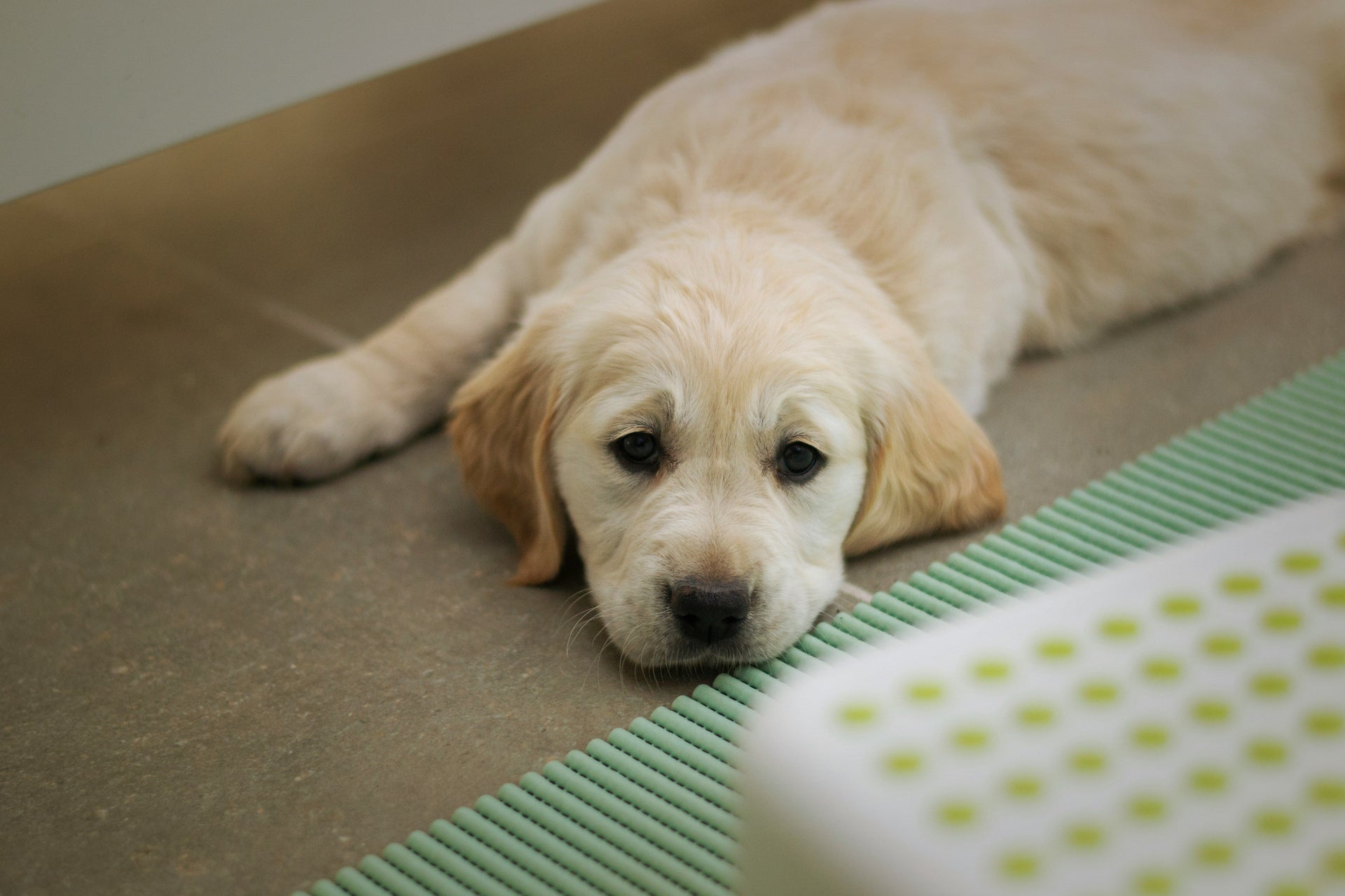 The Best Puppy Pads for a Clean, Happy Pup