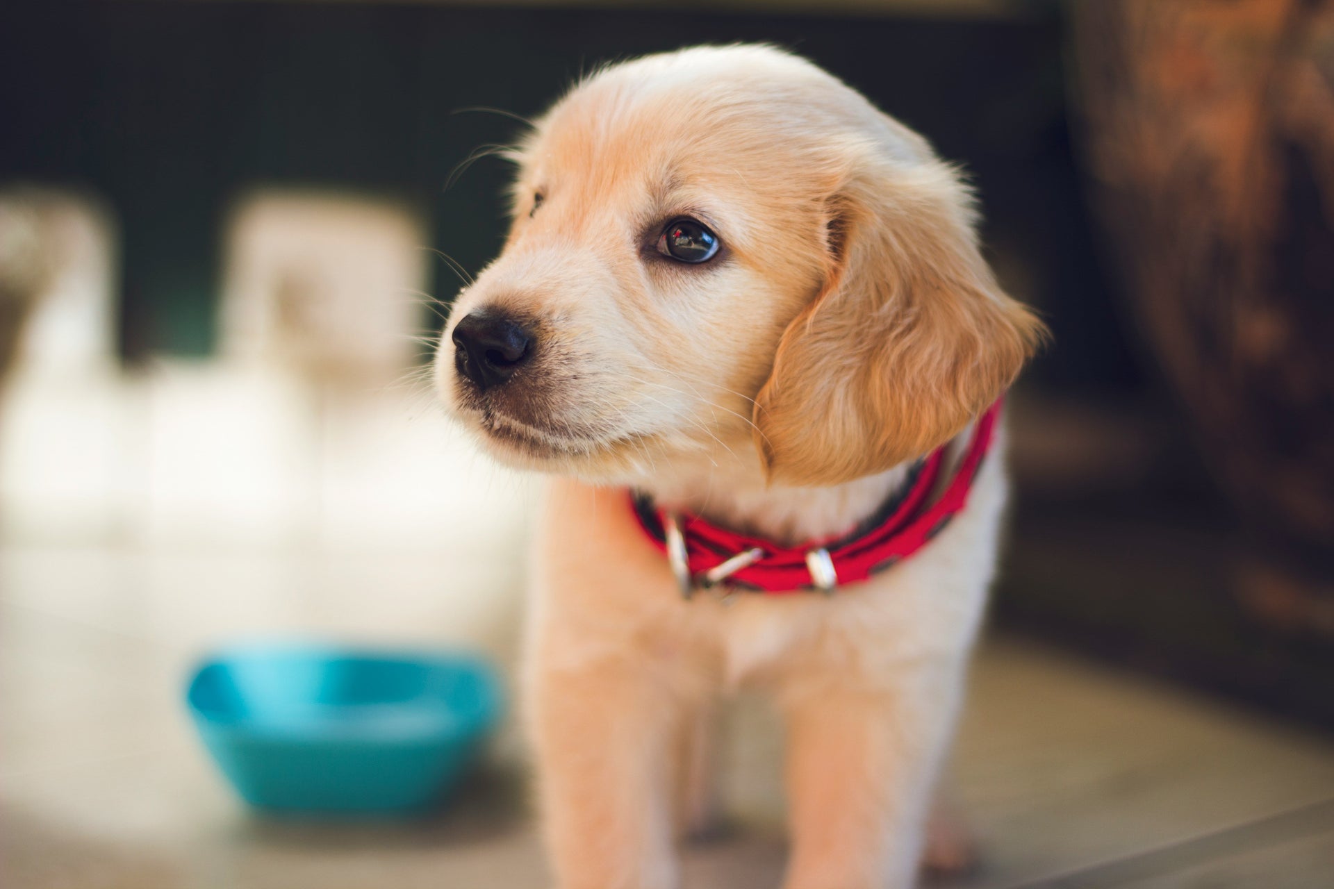 How to Choose the Best Pee Pad for Your Dog