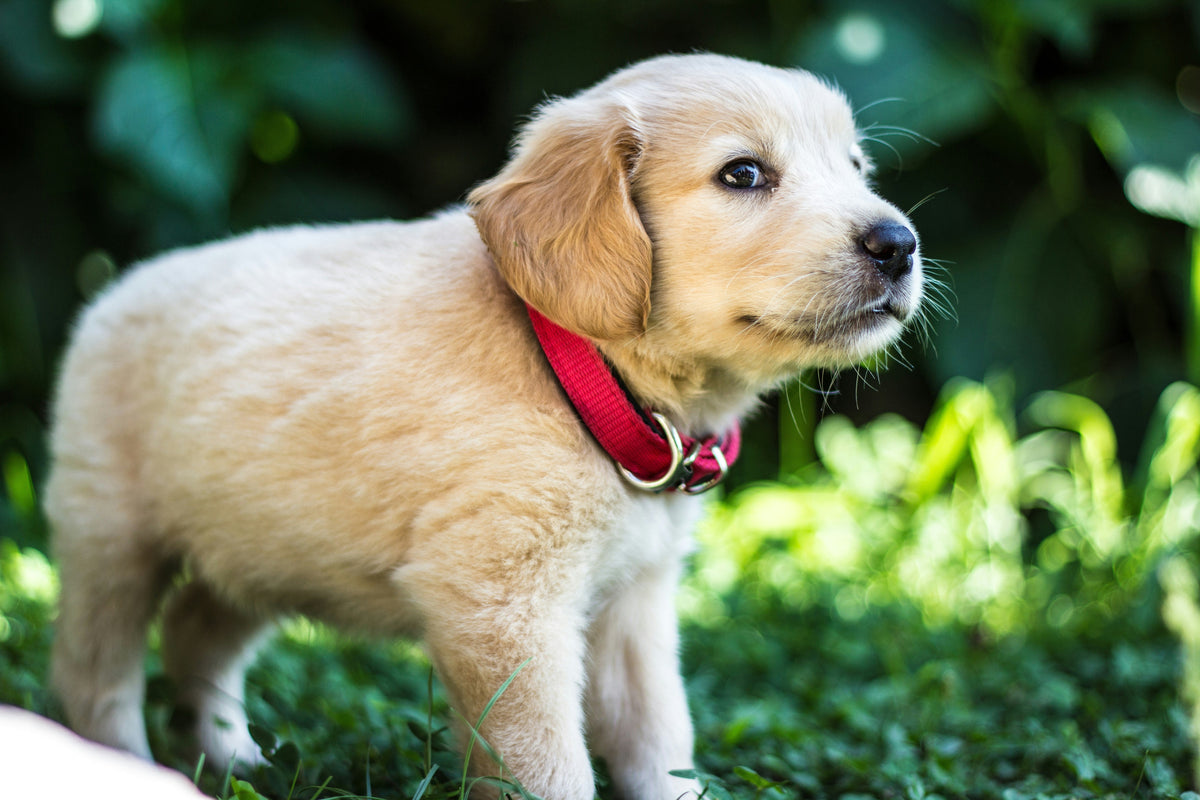 No Yard? No Problem. Here's How to Set Up an Outdoor Potty Spot for Your Dog.