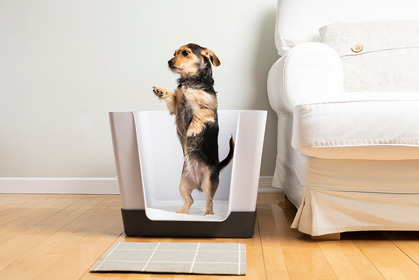 Doggy Bathroom, Dark Grey with small breed dog standing 