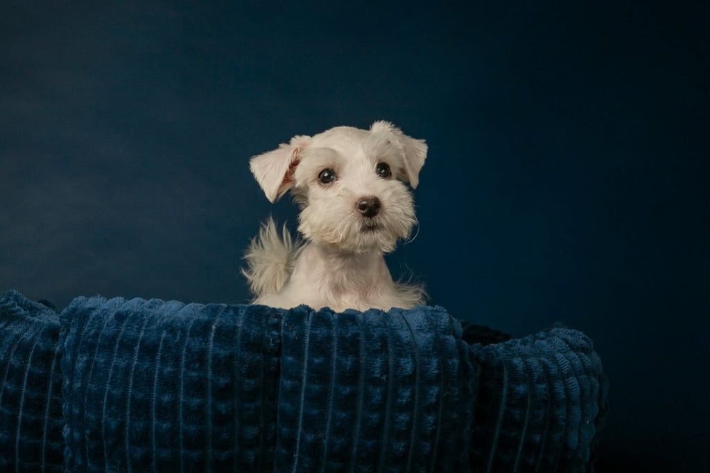 Small white dog resting on a deep blue blanket, symbolizing comfort, companionship, and modern living with dogs.