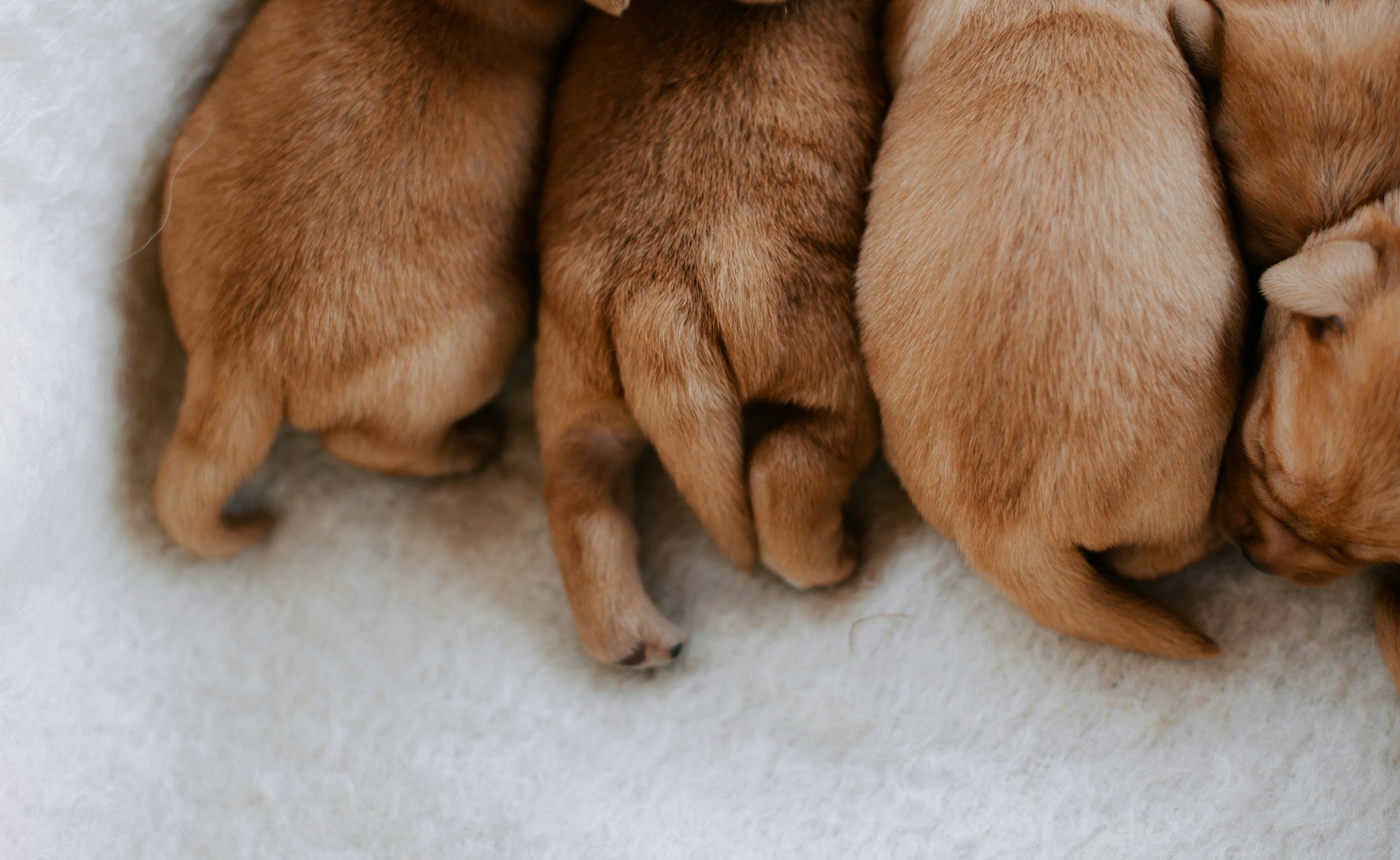 Close-up of four small brown puppies lying side by side on a soft white blanket.