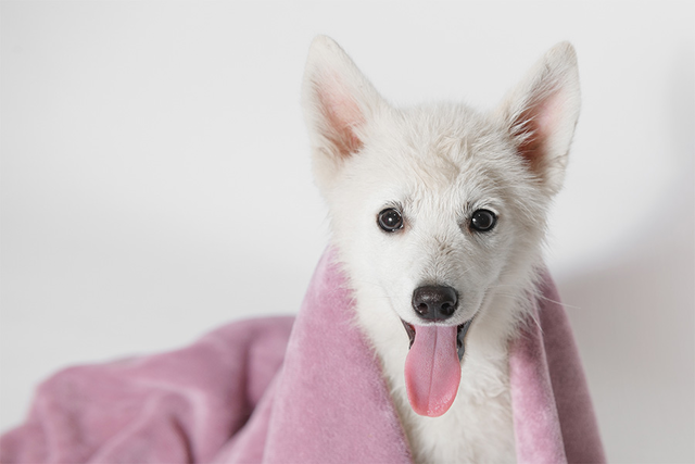 doggy bathroom, dog litter box