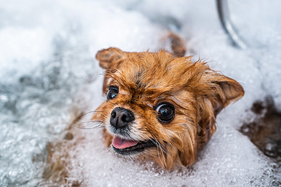 Small dog in a tub surrounded by bubbles during bath time.