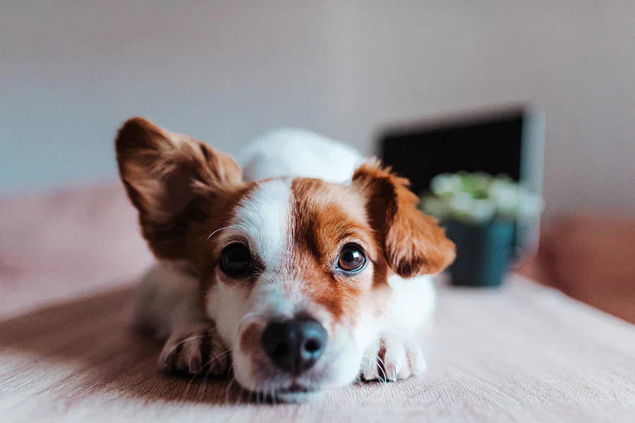 Understanding Dog Licking: Affection or a Behavior Issue?