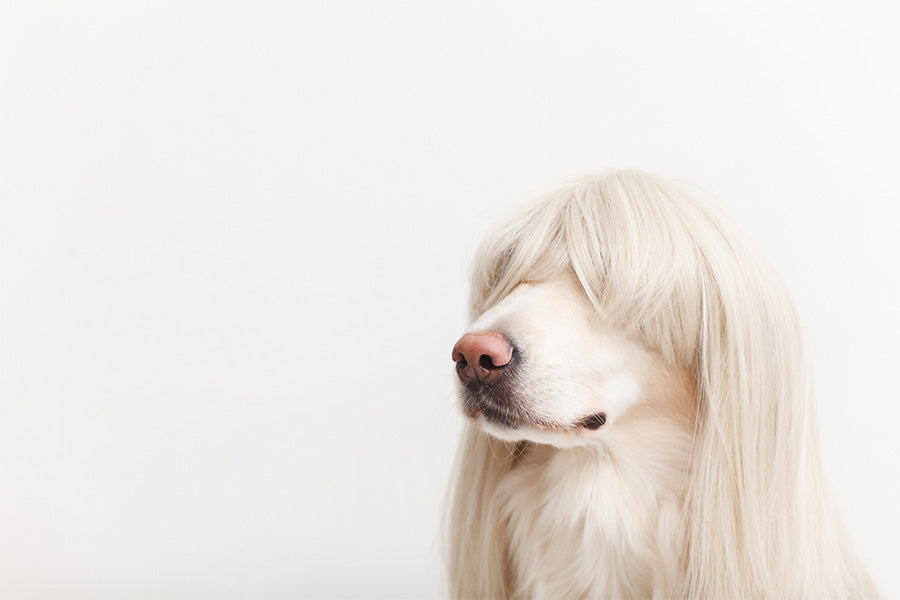 White dog with straight long hair covering its eyes against a white background.
