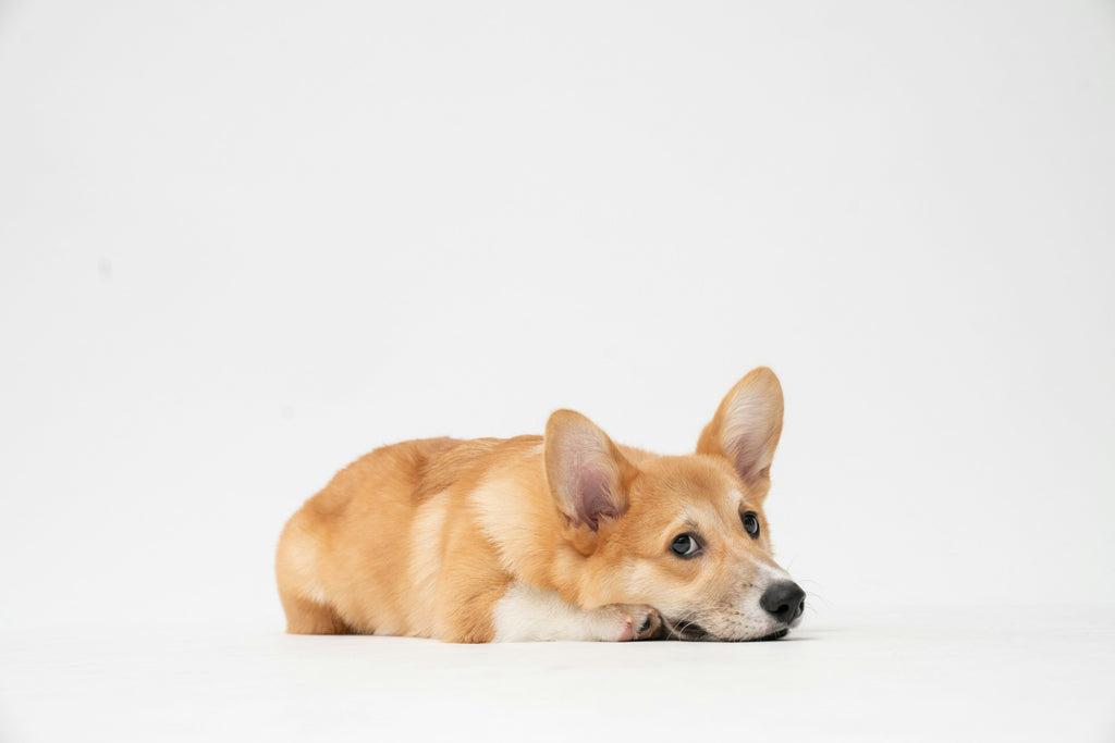 Benefits of Using Pee Pads for Pets