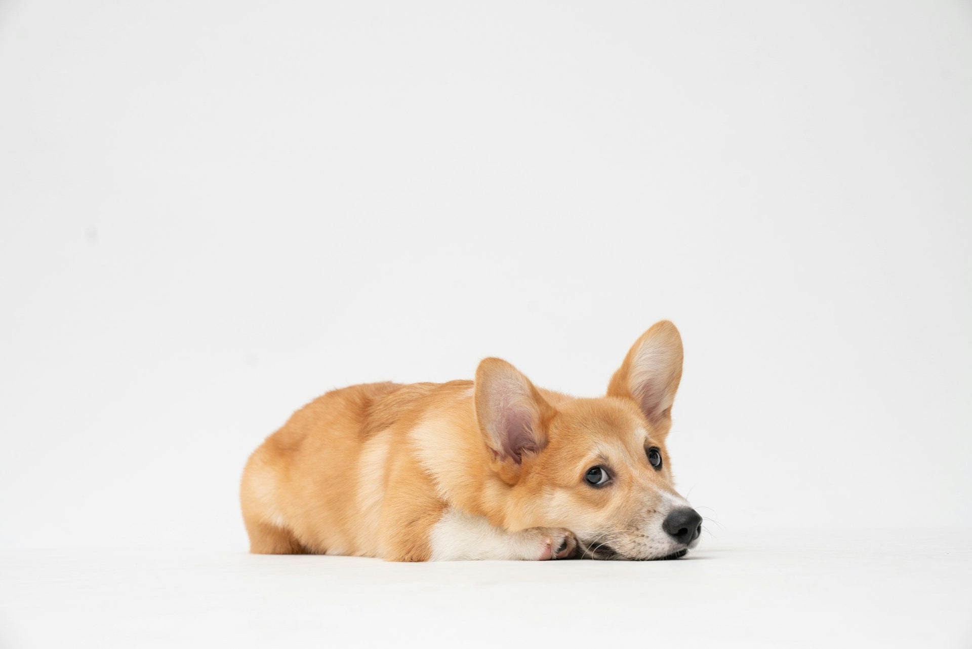 Benefits of Using Pee Pads for Pets
