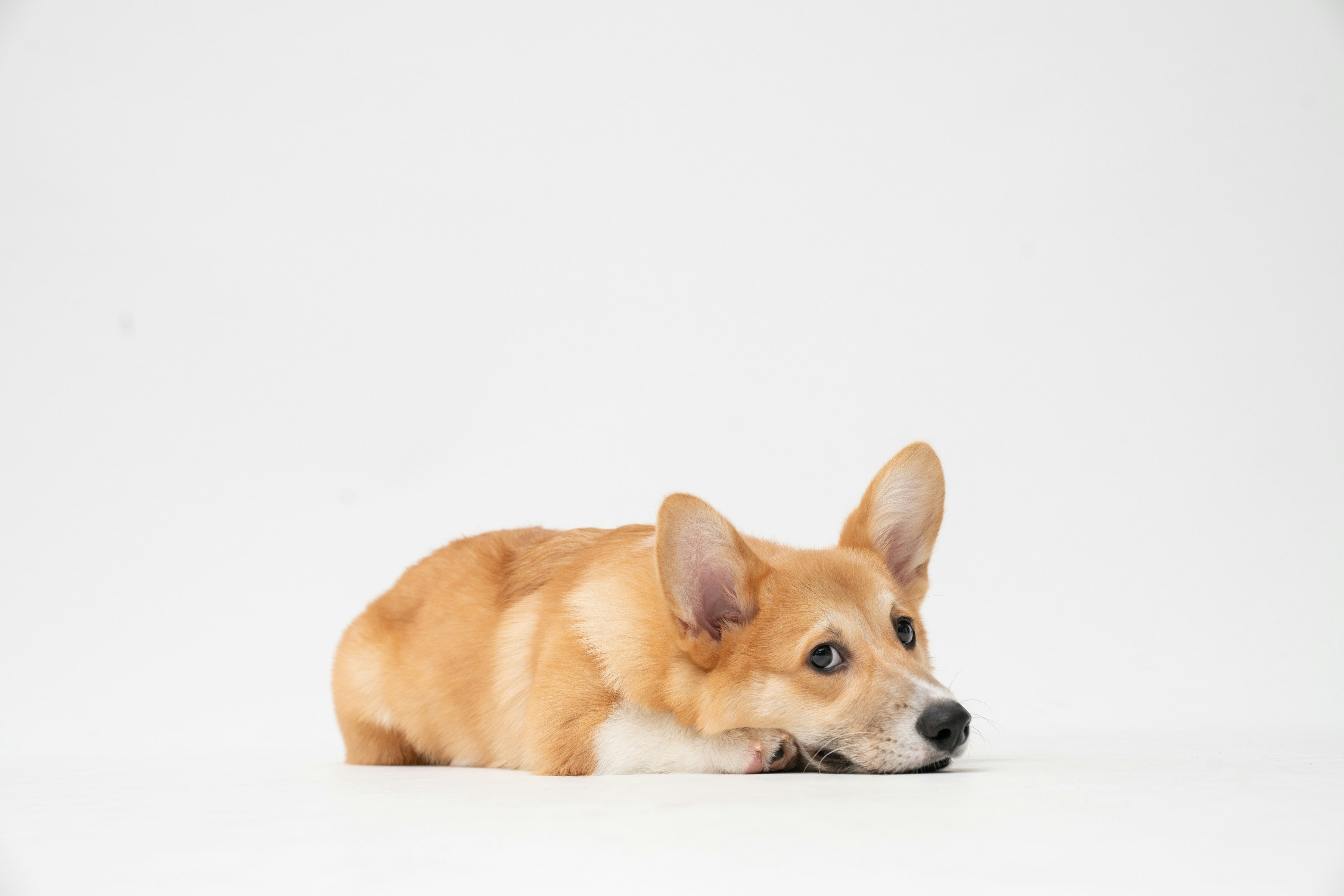 Benefits of Using Pee Pads for Pets