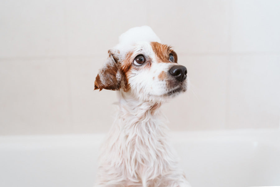 Doggy Bathroom, Dog Shampoo, Dog Grooming 