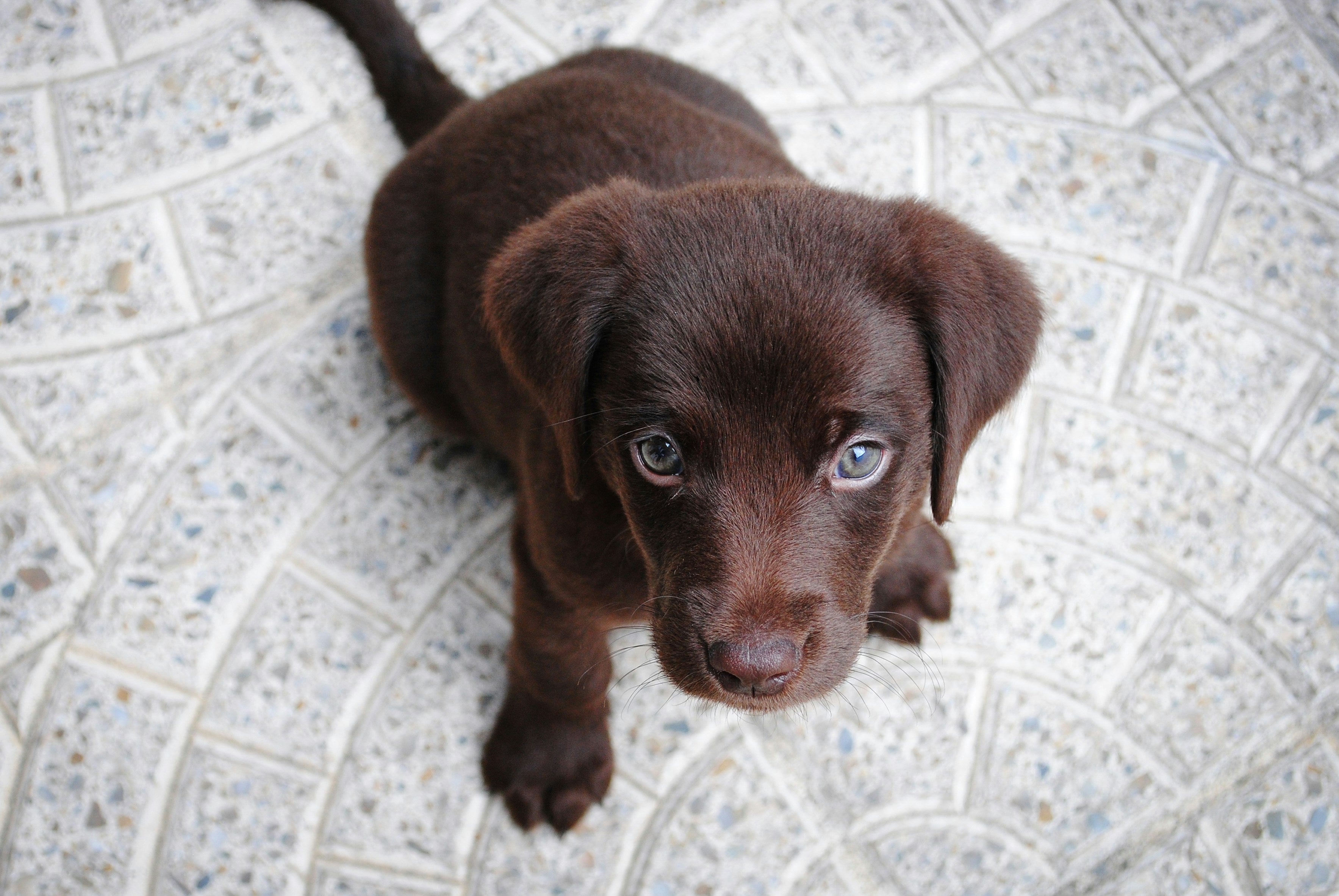 Unleashing Your Puppy's Potential: A Guide to Early Training