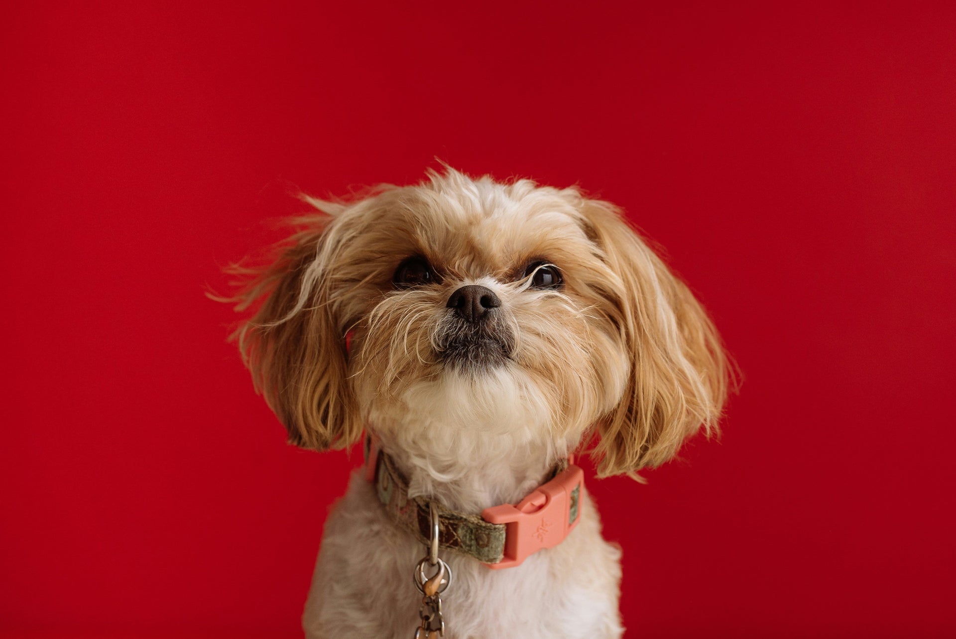 Does Your Dog Think The Doggy Bathroom Is a Crate?