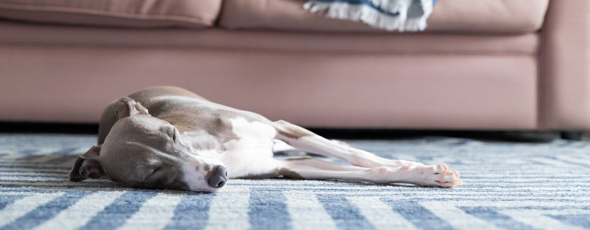 Senior Dog Potty Solutions: How to Support Your Aging Pup's Potty Routine