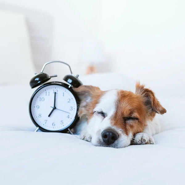 Best Commands for Potty Training Your Dog