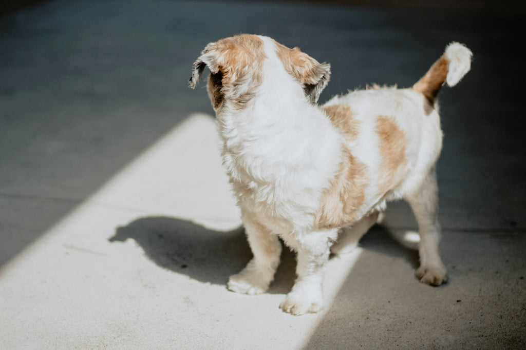 Easy Puppy Potty Training Without a Crate