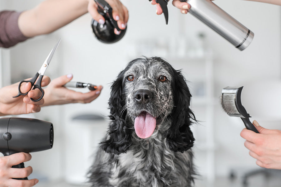 Black and white spaniel lying next to scissors, shampoo, and grooming tools on a pink surface.