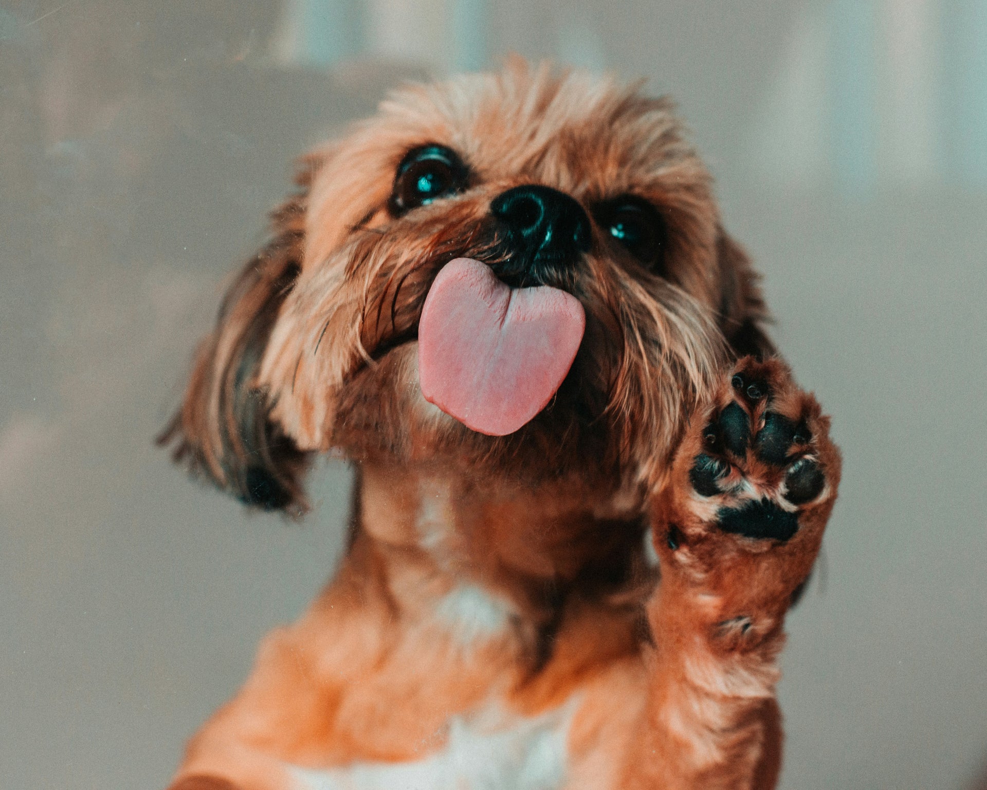 Why Is My Dog Constantly Licking Me?