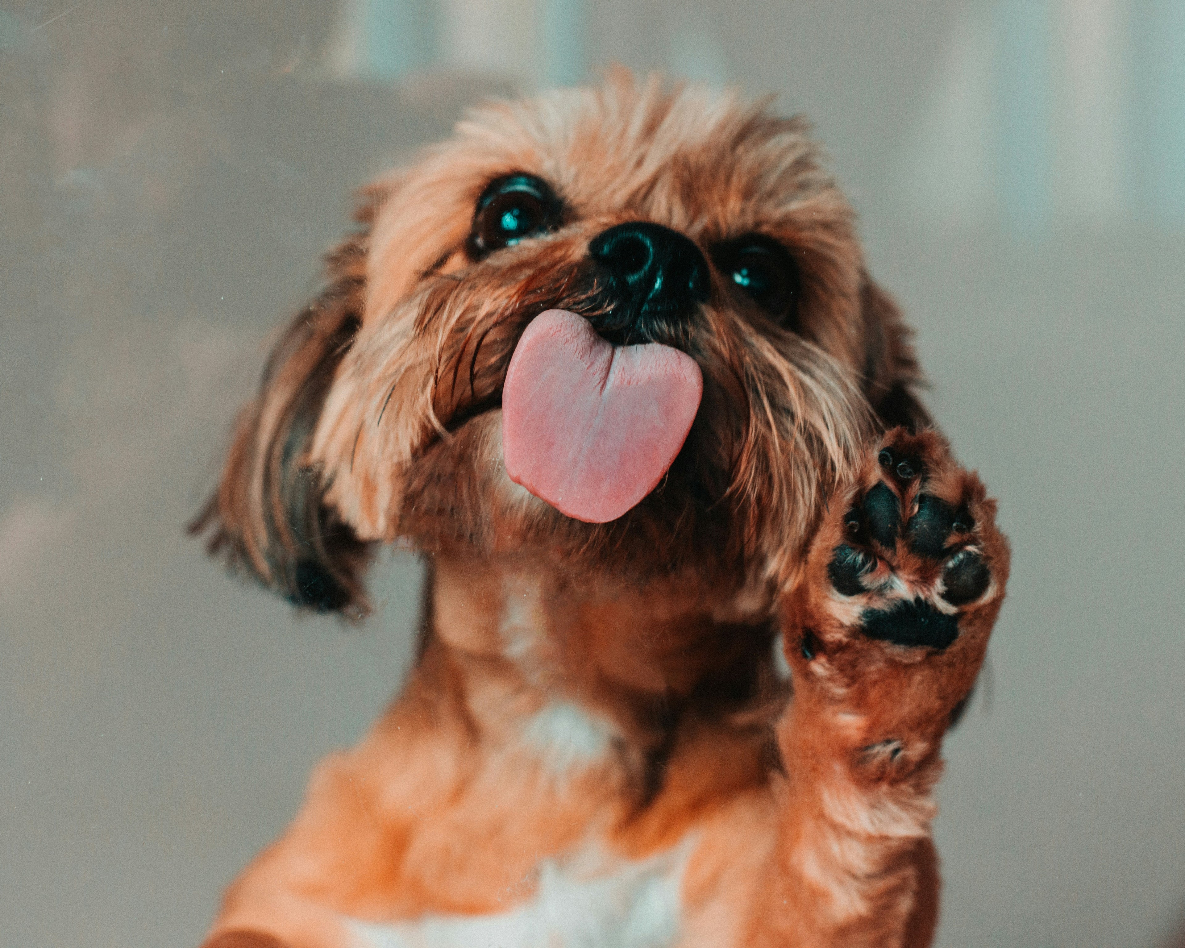 Why Is My Dog Constantly Licking Me?