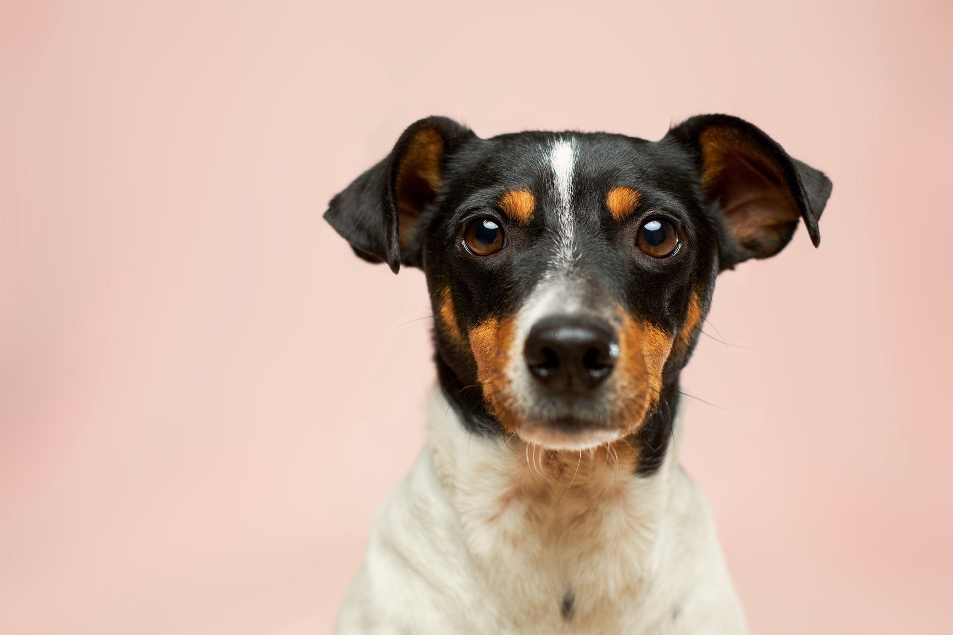 Simplifying Dog Training: Tips for Wee Pads